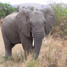 Elephant02