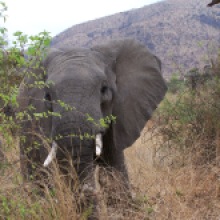 Elephant03