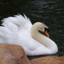 Swan_White